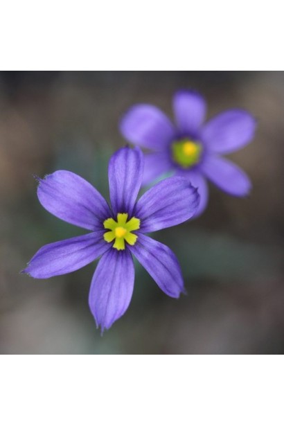 Синьоочкі вузьколисті 